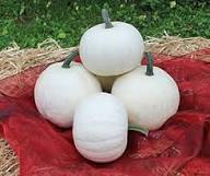Pumpkin Seeds – Heirloom, Non-GMO, High Germination Organic Garden Seeds