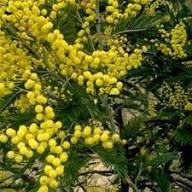 Yellow Acacia Baileyana Flower Seeds – Heirloom, Non-GMO, High Germination