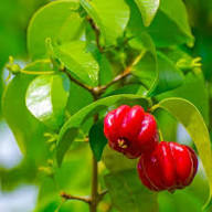 Red Pitanga Seeds – Heirloom, Non-GMO, High Germination Organic Garden Seeds