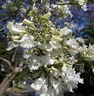White Jacaranda Flower Seeds Heirloom Non-GMO High Germination Organic Garden Seeds for Planting