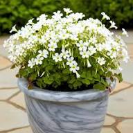 Oxalis Flower Seeds White – Heirloom, Non-GMO, High Germination Organic Garden Seeds