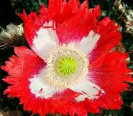 Red White Somniferum Flower Seeds for Planting – Heirloom Non-GMO High Germination Organic Garden Seeds