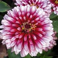 Weiße Rote Zinnien-Samen – Alte Sorte Gentechnikfrei Hohe Keimrate Bio-Gartensamen