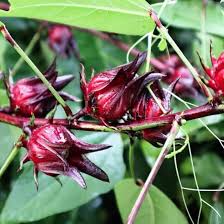 Red Sabdariffa Hibiscus Flower Seeds Heirloom Non-GMO High Germination Organic Garden Seeds for Planting