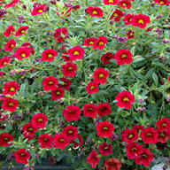 Red Calibrocha Flower Seeds – Heirloom, Non-GMO, High Germination Organic Garden Seeds for Planting
