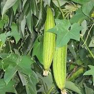 Loofah Seeds – Heirloom, Non-GMO, High Germination Organic Garden Seeds