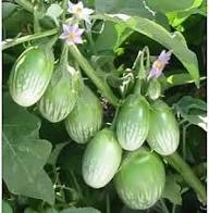 Brinjal Seeds for Planting – Heirloom Non-GMO High Germination Organic Garden Seeds
