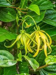 Yellow Cananga Flower Seeds – Heirloom, Non-GMO, High Germination, Organic Seeds