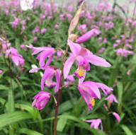 Pink Bletilla Flower Seeds Heirloom Non-GMO High Germination Organic Garden Seeds for Planting