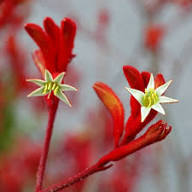 Semillas de flores de Anigozanthos rojas para plantar, reliquia, sin OMG, alta germinación, semillas de jardín orgánicas