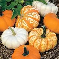 Mixed Pumpkin Fruit Seeds – Heirloom, Non-GMO, High Germination Organic Garden Seeds Planting
