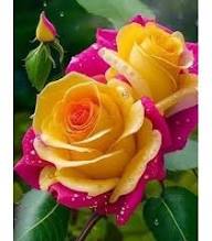 Yellow Pink Rose Flower Seeds Heirloom Non-GMO High Germination Organic Garden Seeds for Planting