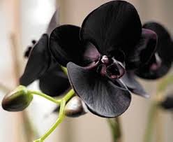 Black Phalaenopsis Orchid Flower Seeds for Planting – Heirloom, Non-GMO, High Germination Organic Garden Seeds