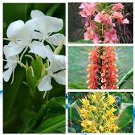 Mixed Hedychium Flower Seeds – Heirloom, Non-GMO, High Germination Seeds