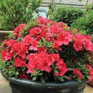 Rhododendron Flower Seeds Mixed – Heirloom, Non-GMO, High Germination Organic Garden Seeds for Planting