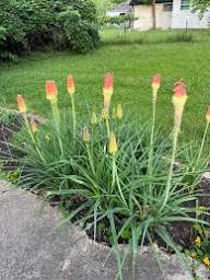 Kniphofia Flower Seeds – Heirloom, Non-GMO, High Germination Organic Garden Seeds for Planting