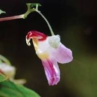 Rosa Papageien-Balsaminen-Samen – Alte Sorte, gentechnikfrei, hohe Keimfähigkeit, Bio-Gartensamen zum Pflanzen