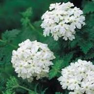White Verbena Flower Seeds – Heirloom, Non-GMO, High Germination Organic Seeds