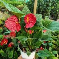 Red Blooming Anthurium Flower Seeds for Planting Heirloom Non-GMO High Germination Organic Garden Seeds