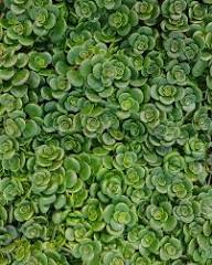 Sedum Tetractinum Green Seeds for Planting – Heirloom, Non-GMO, High Germination Organic Garden Seeds