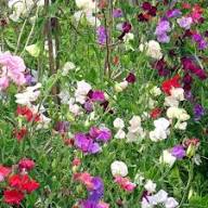 Sweet Pea Flower Seeds Heirloom Non-GMO High Germination Organic Garden Seeds