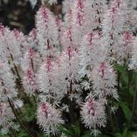Pink White Tiarella Flower Seeds Heirloom Non-GMO High Germination Organic Garden Seeds for Planting