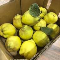 Quince Fruit Seeds Green Heirloom Non-GMO High Germination Organic Garden Seeds for Planting