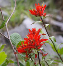 Red Castilleja Flower Seeds – Heirloom, Non-GMO, High Germination Organic Garden Seeds for Planting Seeds for Planting