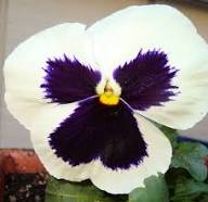 White Violet Pansy Flower Seeds Heirloom Non-GMO High Germination Organic Garden Seeds