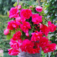 Pink Hanging Begonia Flower Seeds – Heirloom, Non-GMO High Germination Seeds for Planting | Organic Garden Seeds