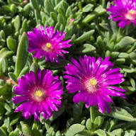 Delosperma Purple Flower Seeds for Planting Heirloom Non-GMO High Germination Organic Garden Seeds