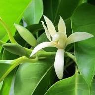 White Michelia Flower Seeds Heirloom Non-GMO High Germination Organic Garden Seeds