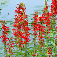 Red Lobelia Flower Seeds for Planting – Heirloom, Non-GMO, High Germination Organic Garden Seeds