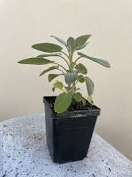 Green White Sage Plant Seeds Heirloom Non-GMO High Germination Organic Garden Seeds for Planting