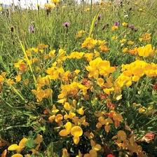 Yellow Trefoil Flower Seeds Heirloom Non-GMO High Germination Organic Garden Seeds