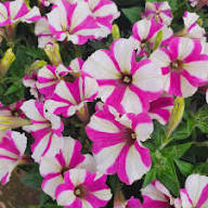 Pink White Tritunia Flower Seeds Heirloom Non-GMO High Germination Organic Garden Seeds for Planting