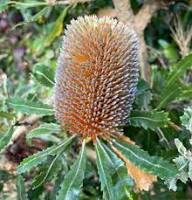 Yellow Banksia Flower Seeds for Planting – Heirloom Non-GMO High Germination Organic Seeds