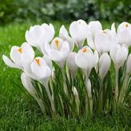 White Saffron Flower Seeds Heirloom Non-GMO High Germination Organic Garden Seeds for Planting