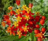 Yellow Red Asclepias Flower Seeds – Heirloom Non-GMO High Germination Organic Seeds