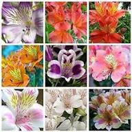 Mixed Alstroemeria Flower Seeds – Heirloom, Non-GMO, High Germination Seeds