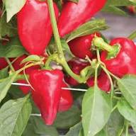 Semillas de pimiento – Semillas para huerto orgánico, de reliquia, sin OMG, de alta germinación para plantar
