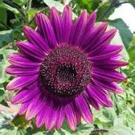 Purple Sunflower Flower Seeds Heirloom Non-GMO High Germination Organic Garden Seeds