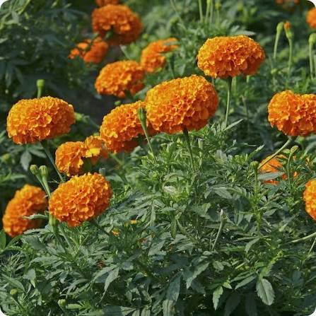 Orange Marigold Hawaii Flower Seeds for Planting – Heirloom, Non-GMO Garden Seeds