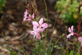 Pink Oenothera Lindheimeri Flower Seeds – Heirloom, Non-GMO, High Germination Organic Garden Seeds for Planting