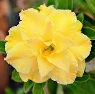 Yelllow Adenium Flower Seeds – Heirloom, Non-GMO, High Germination