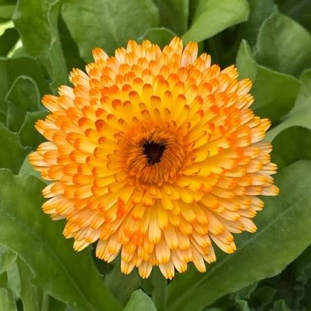 Apricot Beauty Calendula flower seeds for planting, heirloom non-GMO garden seeds with soft apricot blooms growing naturally in a home garden