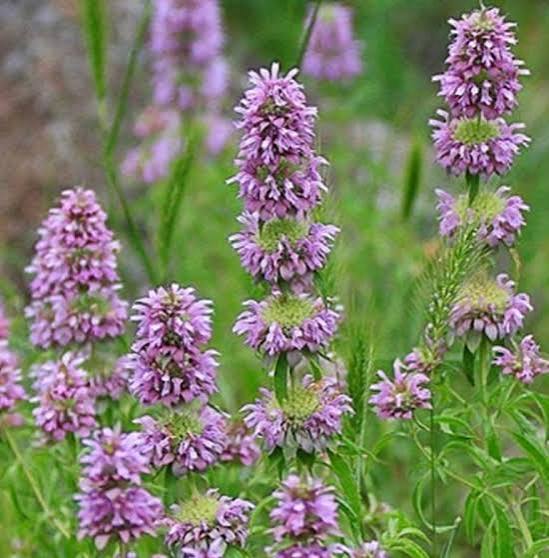Lemon Mint Lemon Bee Balm Flower Seeds for Planting – Heirloom Non-GMO