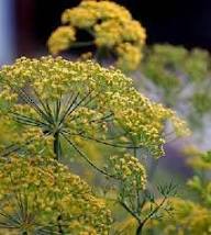 Fennel Plant Seeds Heirloom Non-GMO High Germination Organic Garden Seeds for Planting