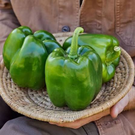 Chocolate Beauty Bell Pepper Seeds for Planting | Heirloom Non-GMO