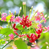 Quisqualis Flower Seeds Heirloom Non-GMO High Germination Organic Garden Seeds for Planting